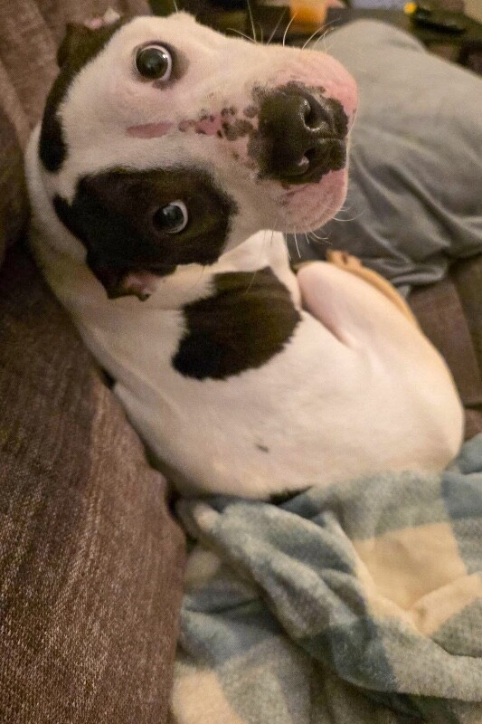 View Easy Cheese the Dog Photo #6