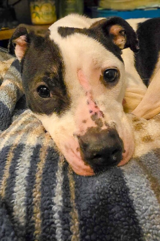 View Easy Cheese the Dog Photo #3