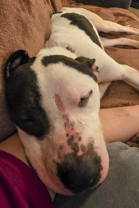 View Easy Cheese the Dog Photo #5