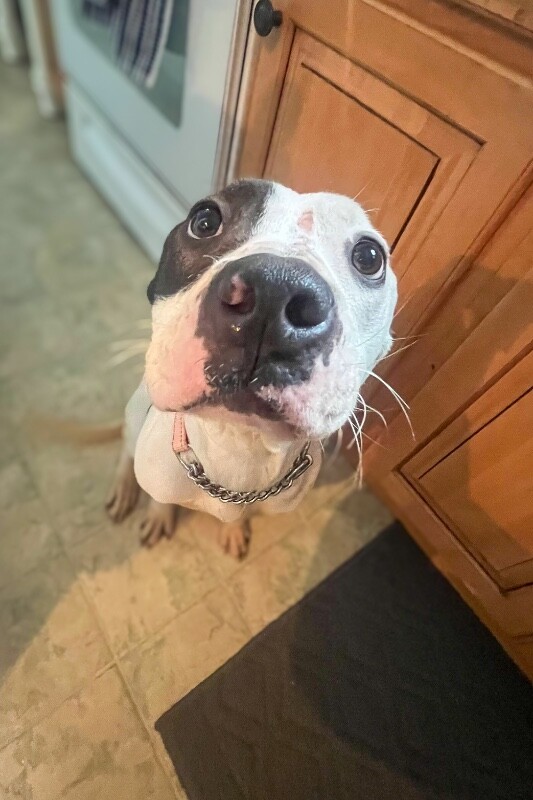 View Easy Cheese the Dog Photo #4