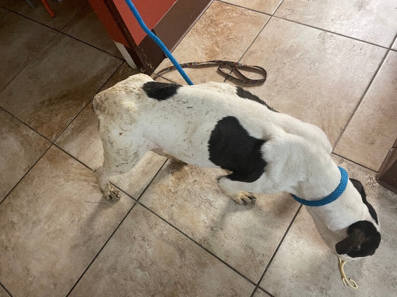 View Easy Cheese the Dog Photo #3