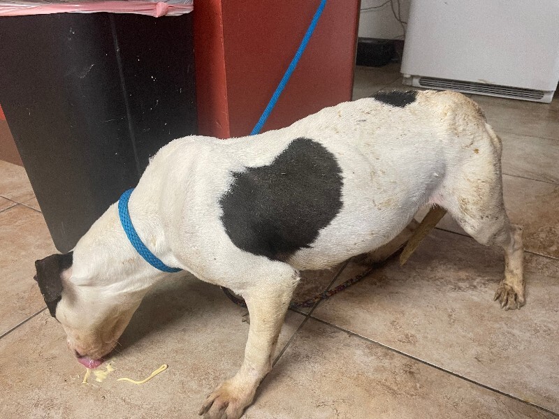 View Easy Cheese the Dog Photo #2