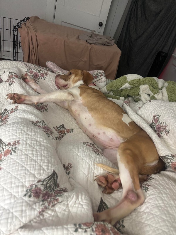 View Orange Creamsicle the Dog Photo #5