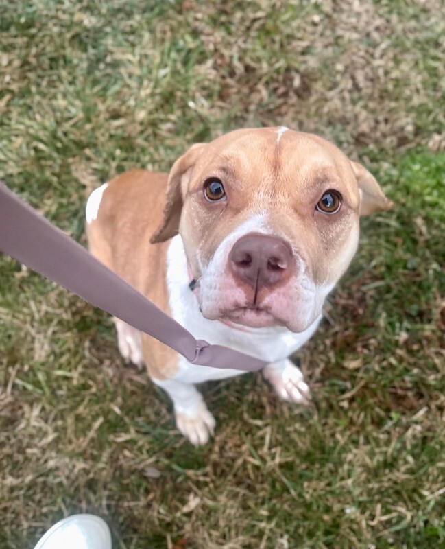 View Orange Creamsicle the Dog Photo #3