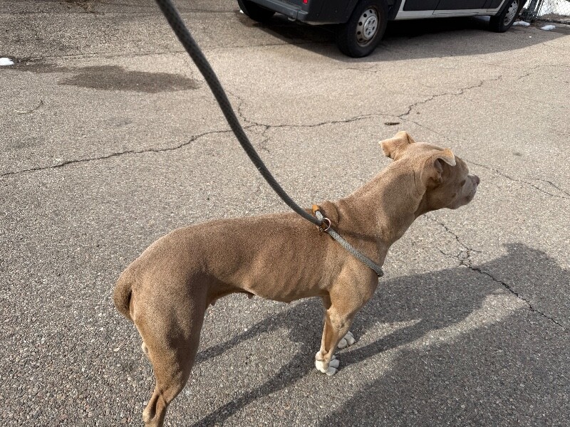 View Poppy Seed the Dog Photo #5