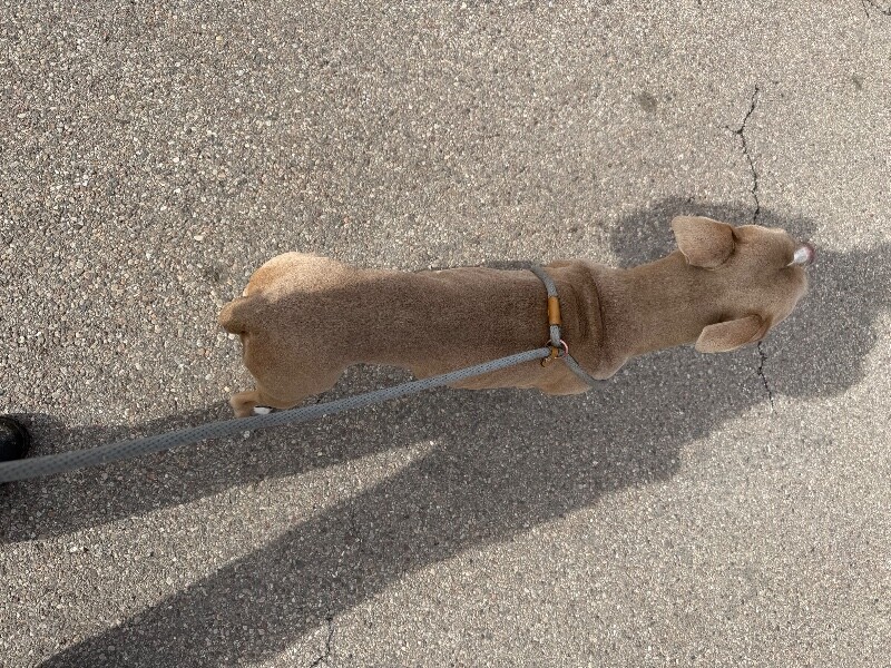 View Poppy Seed the Dog Photo #3