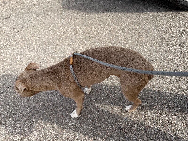 View Poppy Seed the Dog Photo #4