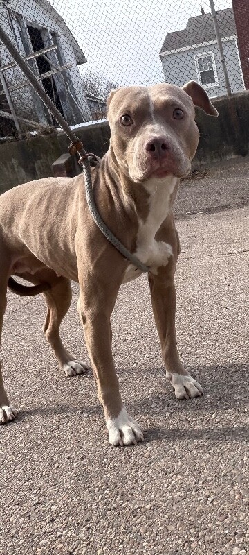 View Poppy Seed the Dog Photo #6