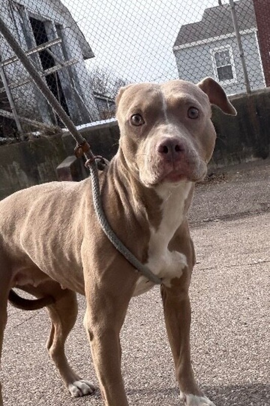 View Poppy Seed the Dog Photo #2