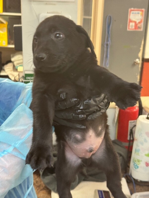 View Gallino the Dog Photo #3