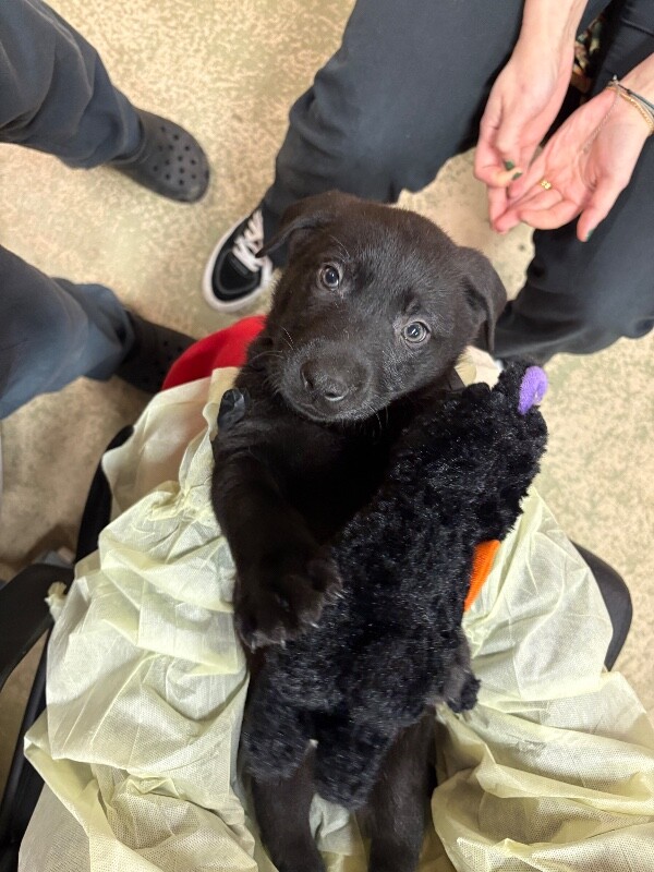 View Gallino the Dog Photo #2