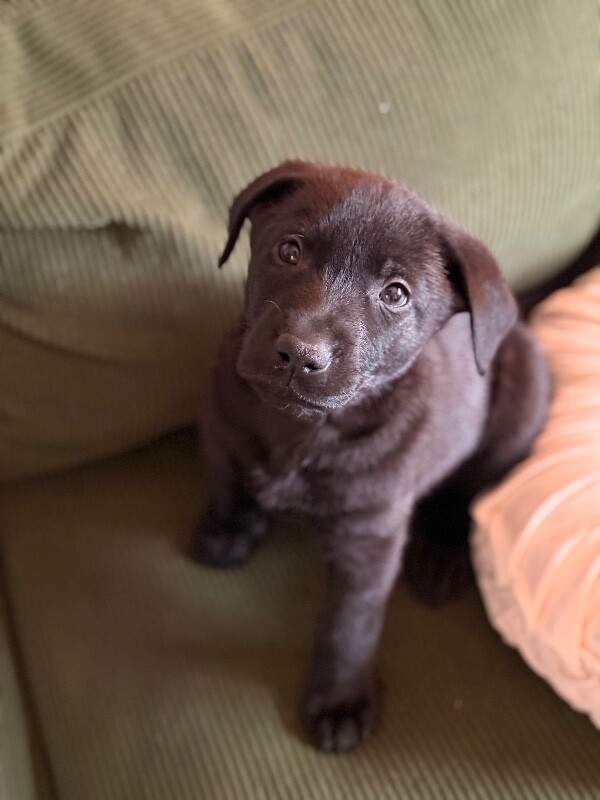 Learn More About Gallino IMG 9272