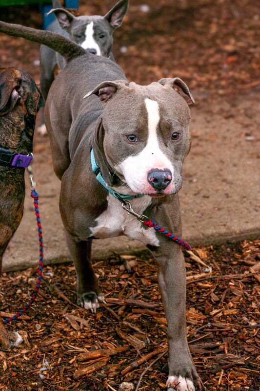 View Snail the Dog Photo #4