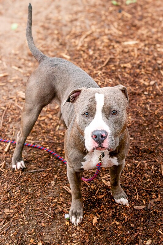 View Snail the Dog Photo #3