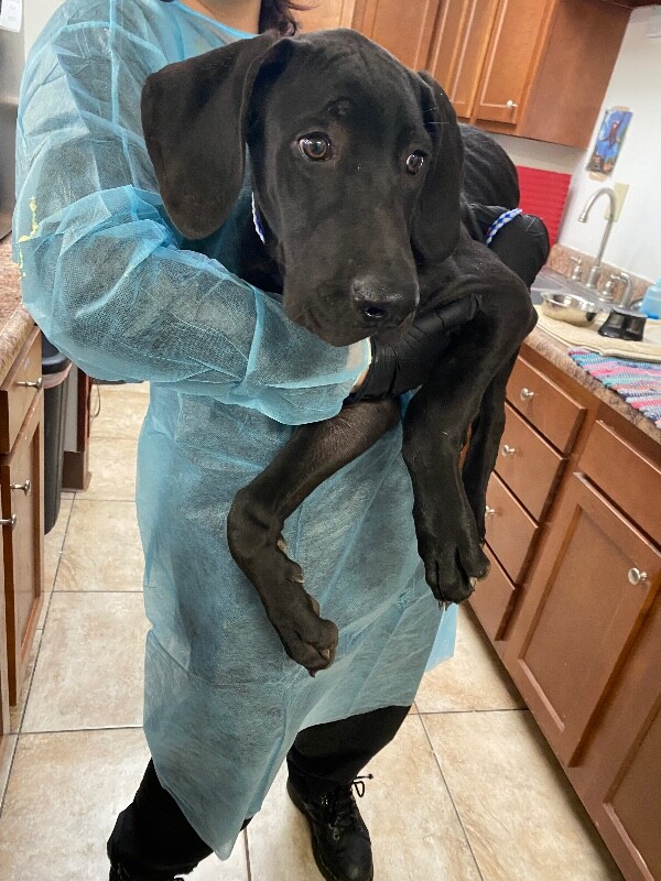 View Kurt Angle the Dog Photo #2