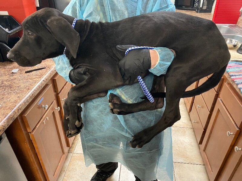 View Kurt Angle the Dog Photo #3