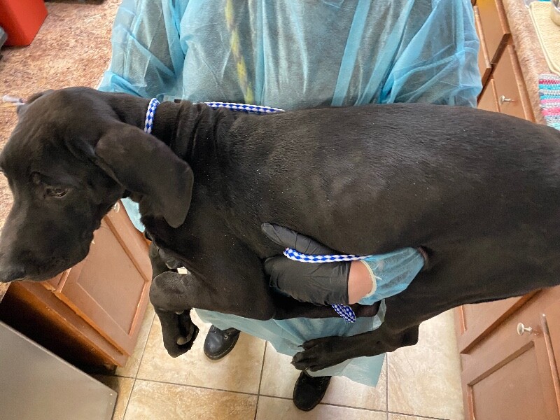 View Kurt Angle the Dog Photo #4