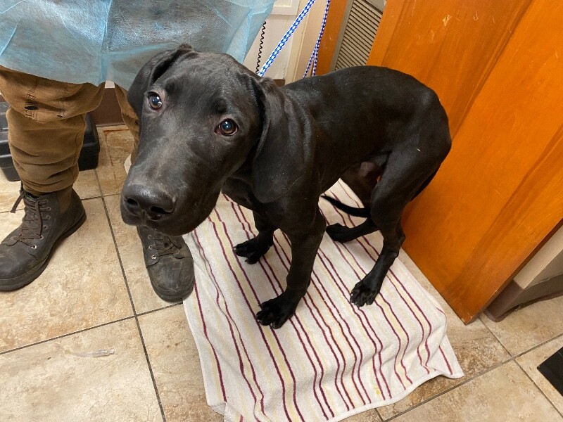 View Tully B the Dog Photo #4