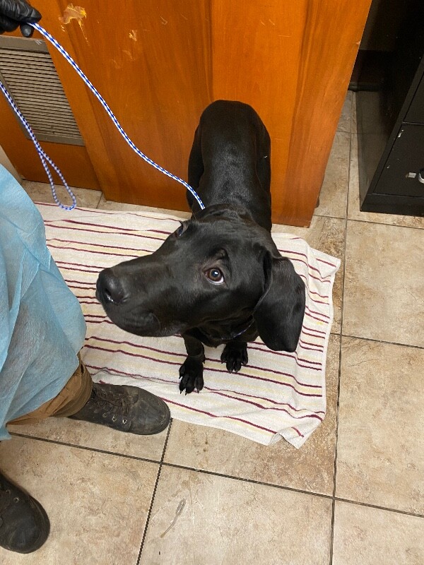 View Tully B the Dog Photo #2