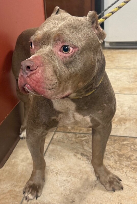 View Vince the Dog Photo #2