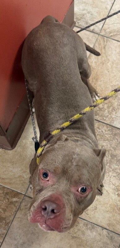 View Vince the Dog Photo #3