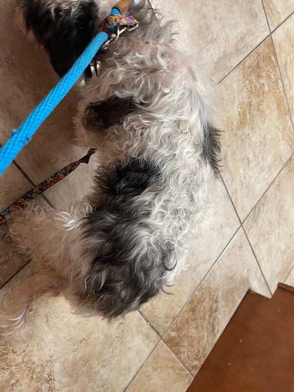 View Smokey the Dog Photo #3