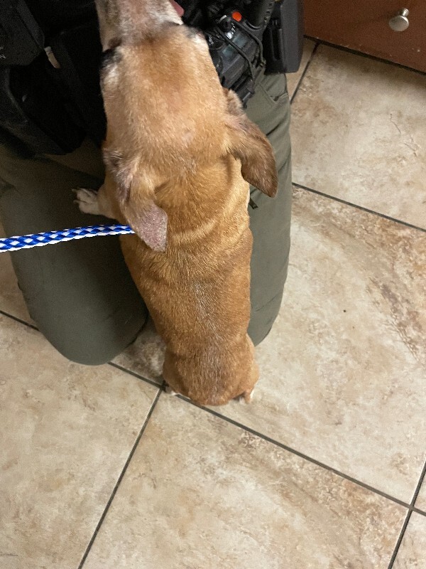 View Loch Ness the Dog Photo #2