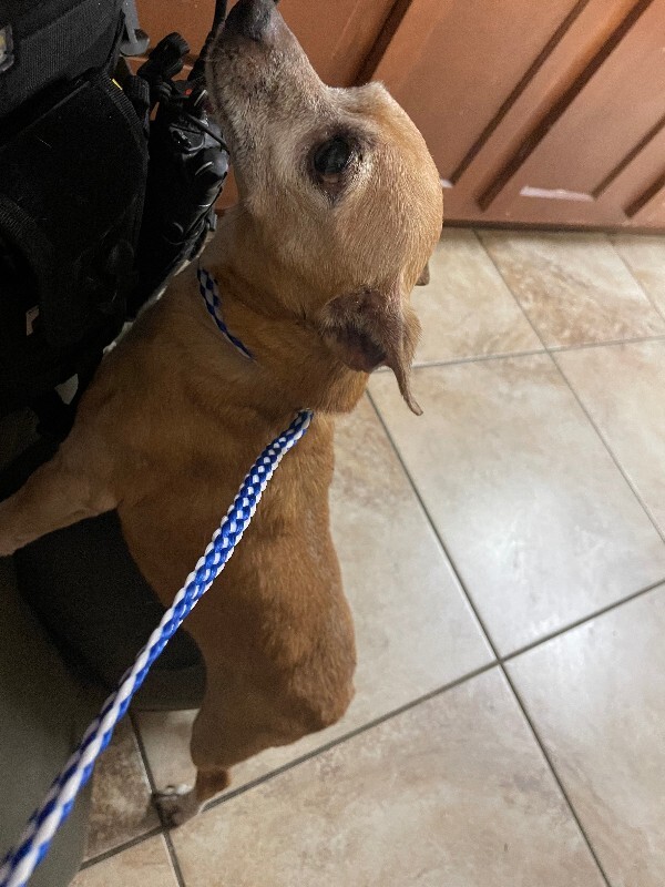 View Loch Ness the Dog Photo #4