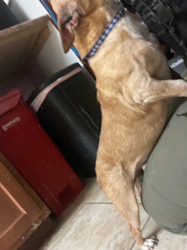 View Loch Ness the Dog Photo #3