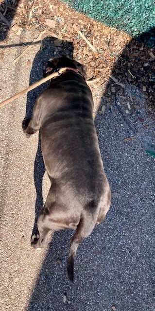 View Belly the Dog Photo #3