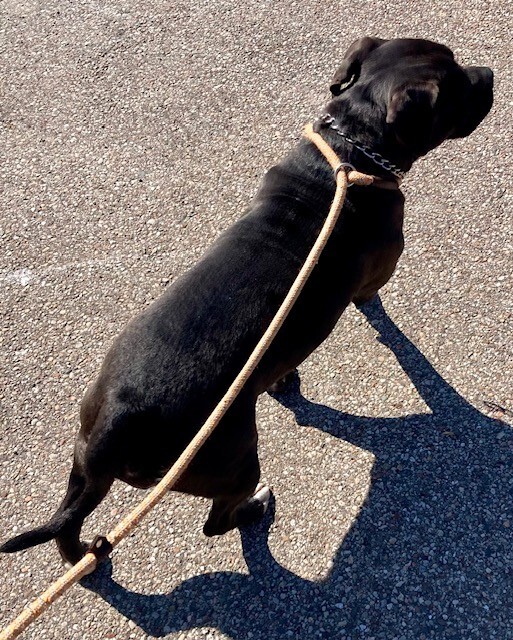 View Belly the Dog Photo #5