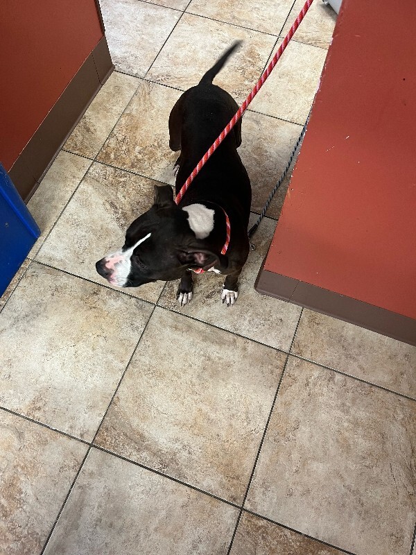 View Annabelle the Dog Photo #2