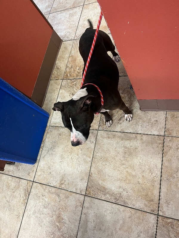 View Annabelle the Dog Photo #4