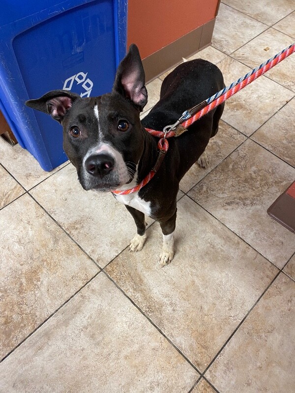 View Nesi the Dog Photo #3