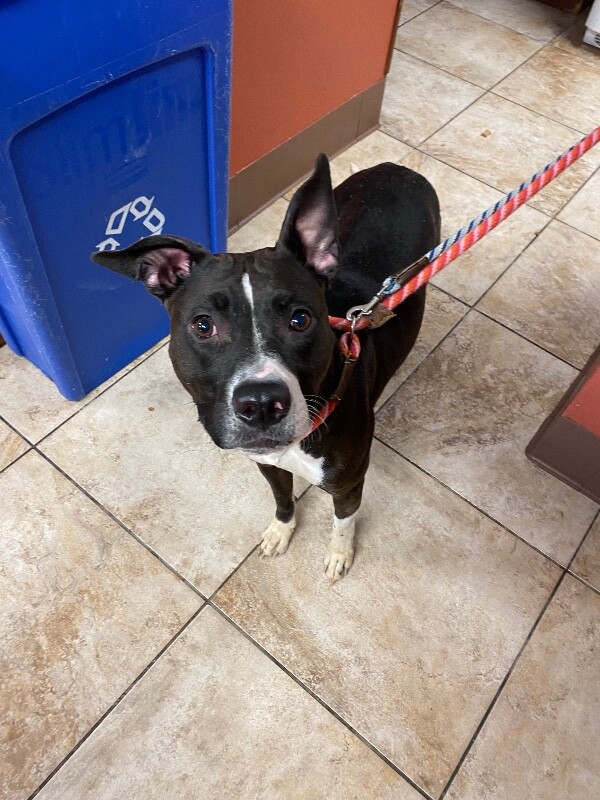 Learn More About Nesi IMG 5160