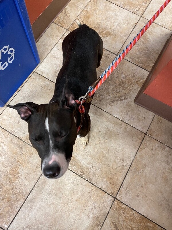 View Nesi the Dog Photo #2