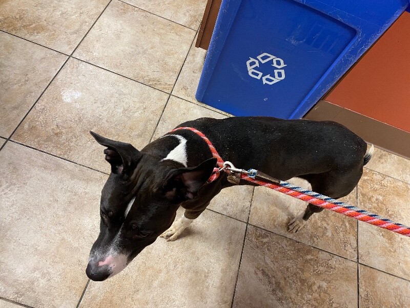 View Nesi the Dog Photo #5