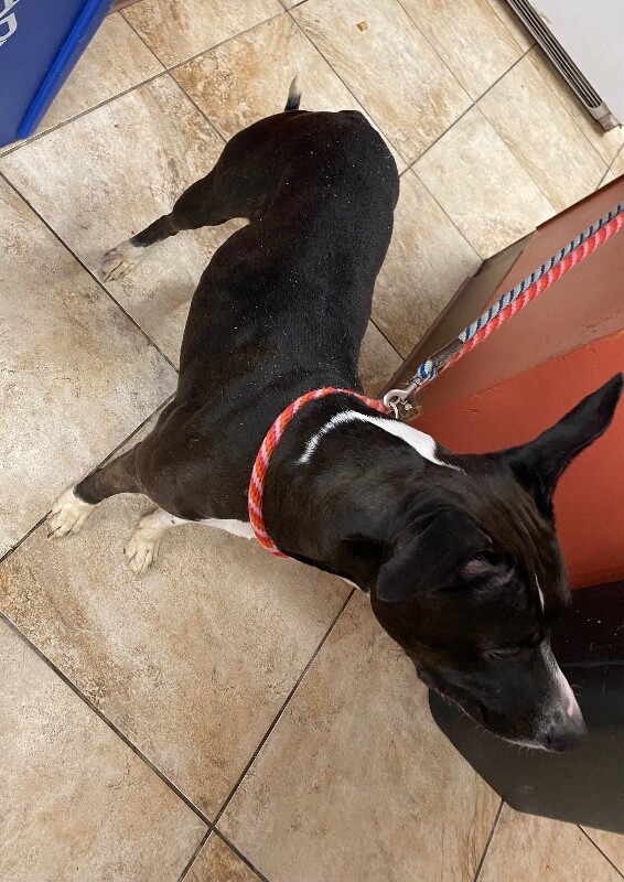 View Nesi the Dog Photo #4