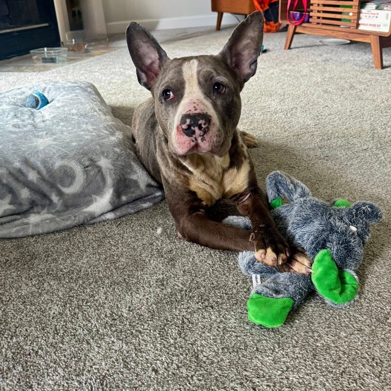 View Baby Shark the Dog Photo #3