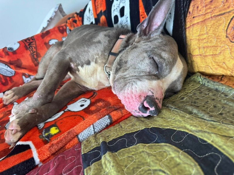 View Baby Shark the Dog Photo #2