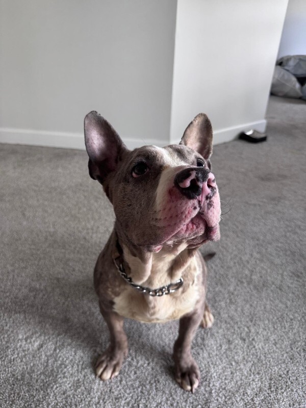 View Baby Shark the Dog Photo #8