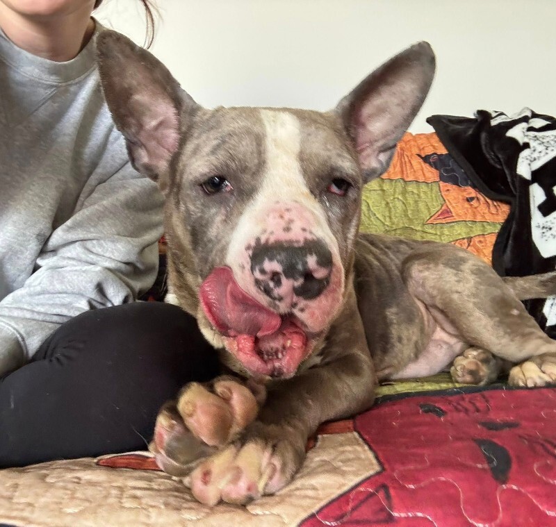 View Baby Shark the Dog Photo #4