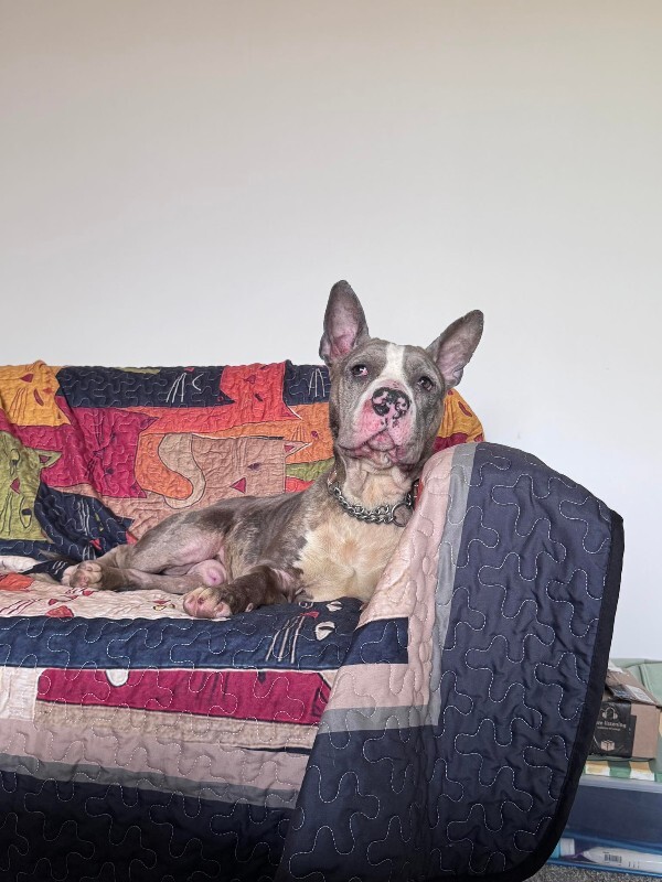 View Baby Shark the Dog Photo #5