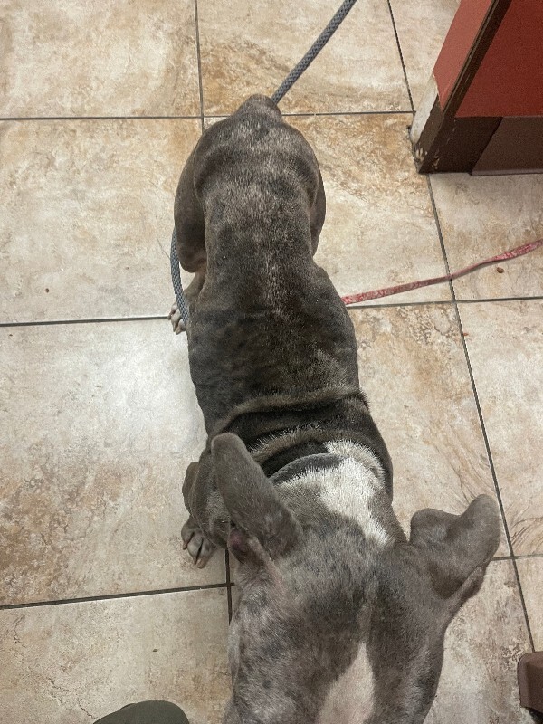 View Baby Shark the Dog Photo #2