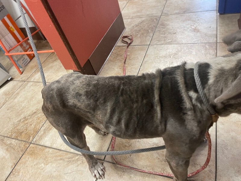 View Baby Shark the Dog Photo #3