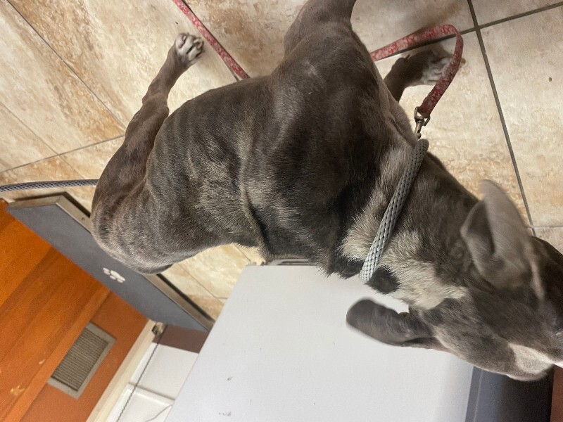 View Baby Shark the Dog Photo #4