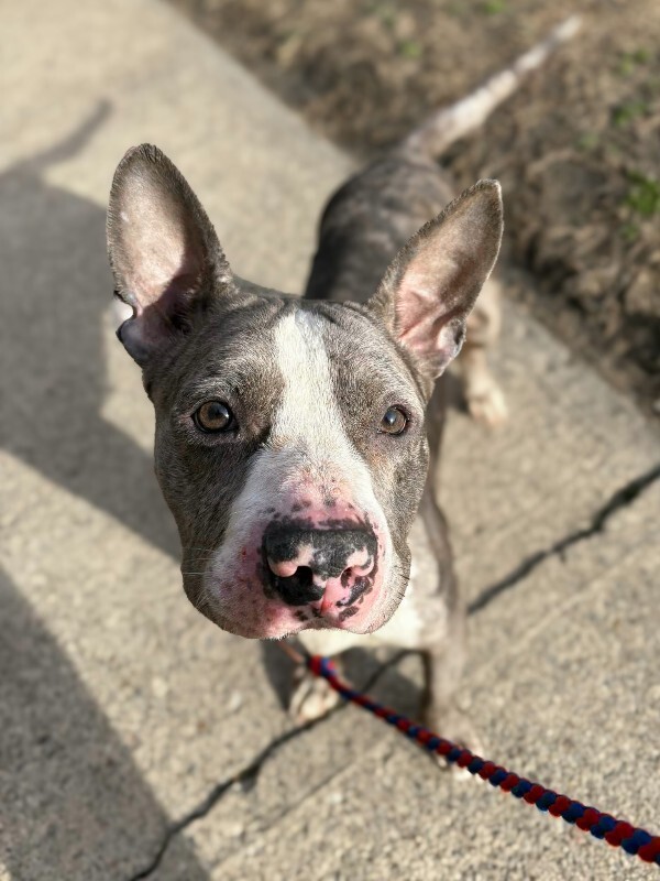 View Baby Shark the Dog Photo #6