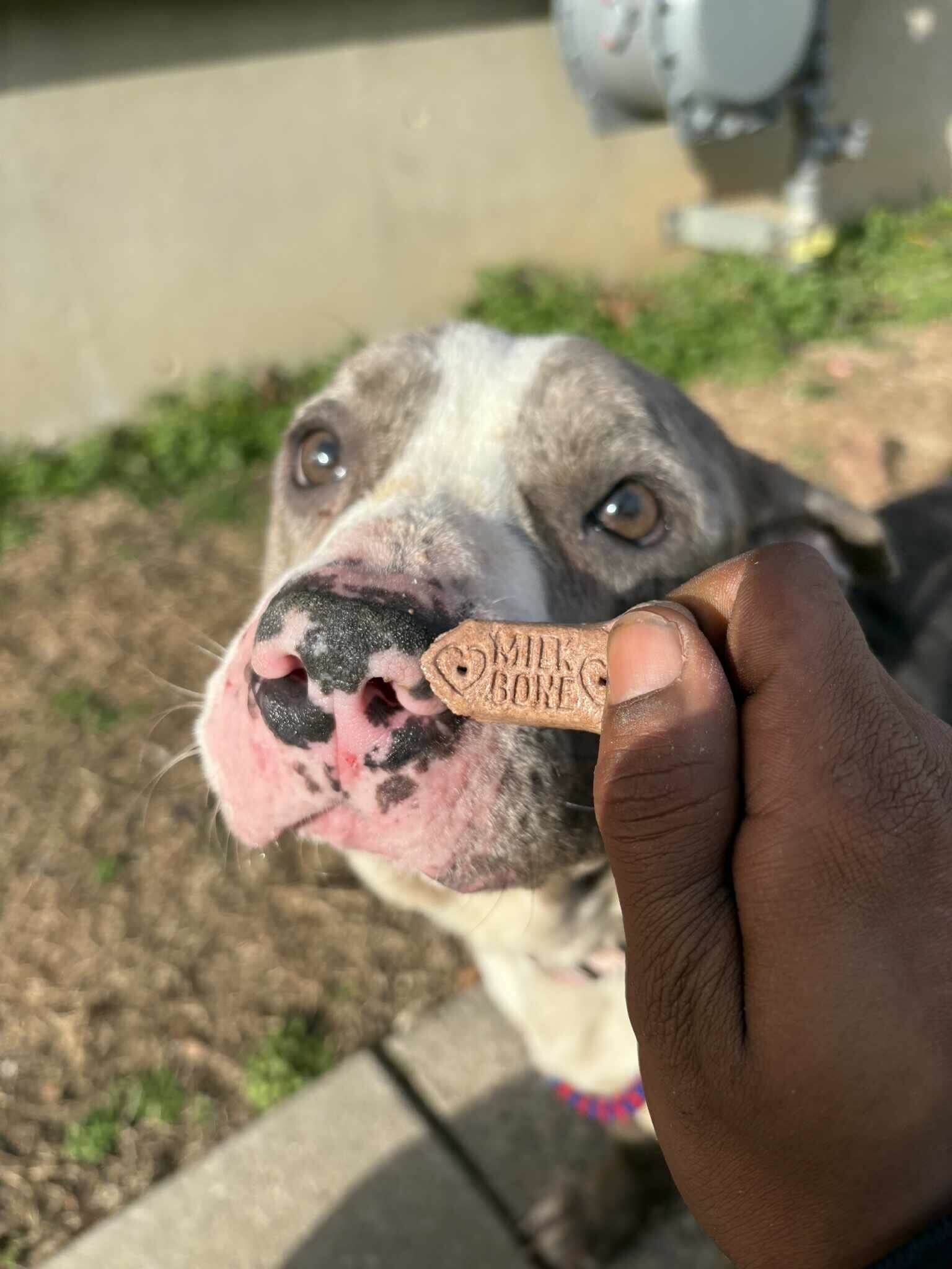 View Baby Shark the Dog Photo #7