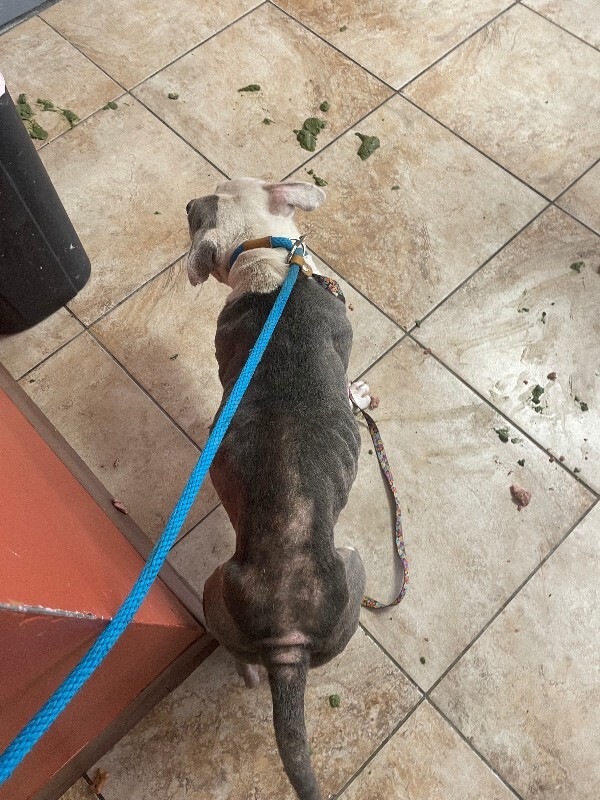 View Sharkitta the Dog Photo #3