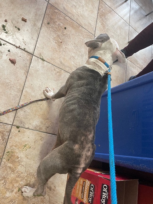 View Sharkitta the Dog Photo #4